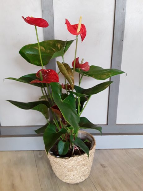 Anthurium