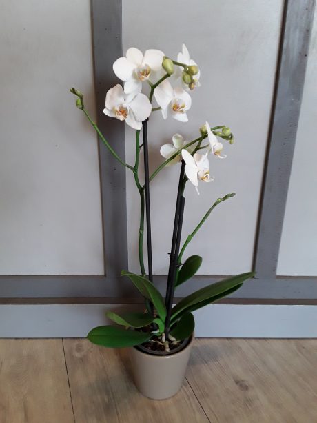 Orchidée blanche